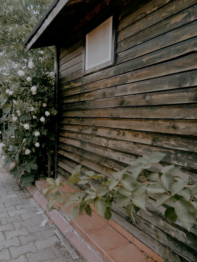 Climber Plants Decorating Wooden House