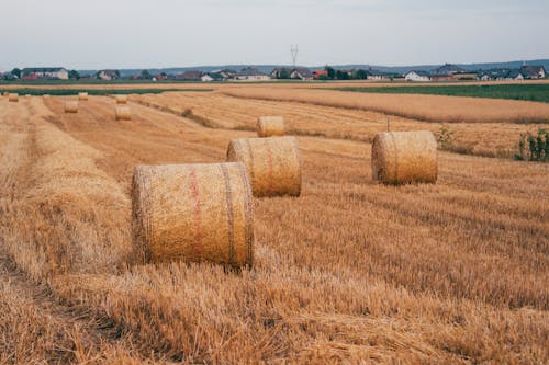 Hay Bales on Rural Field