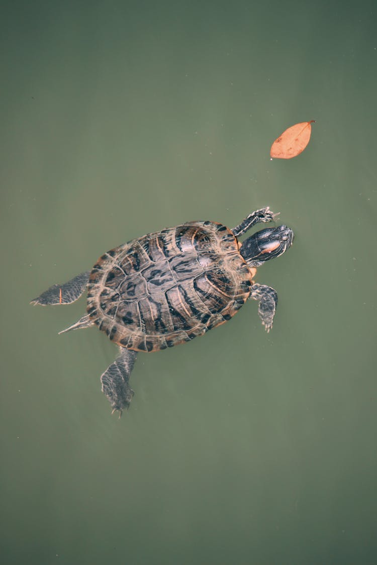 Turtle And Leaf On Water 