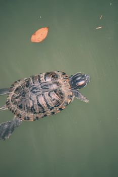turtle photo