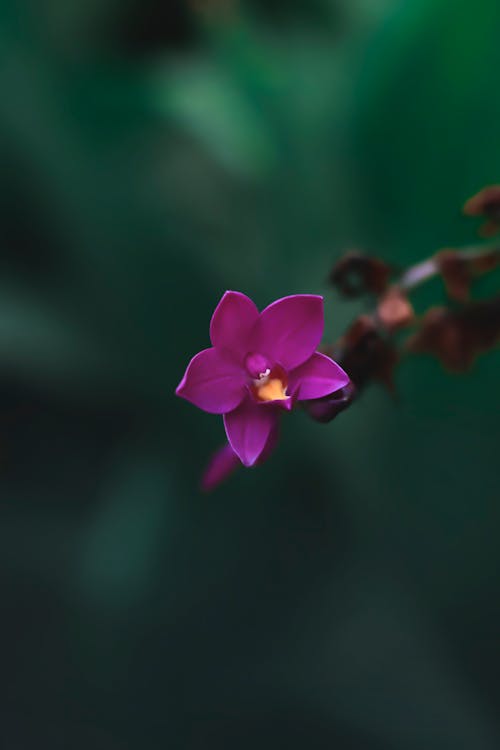 Selective Focus of a Wild Orchid