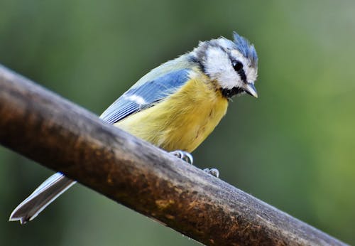 Základová fotografie zdarma na téma sýkora modřinka, sýkorka, zpěvný pták