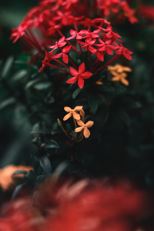 Darmowe zdjęcie z galerii z czerwony, kwiaty, natura