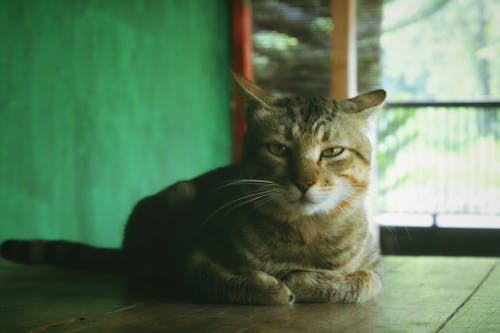 Free stock photo of animal, cat background, cat wallpaper