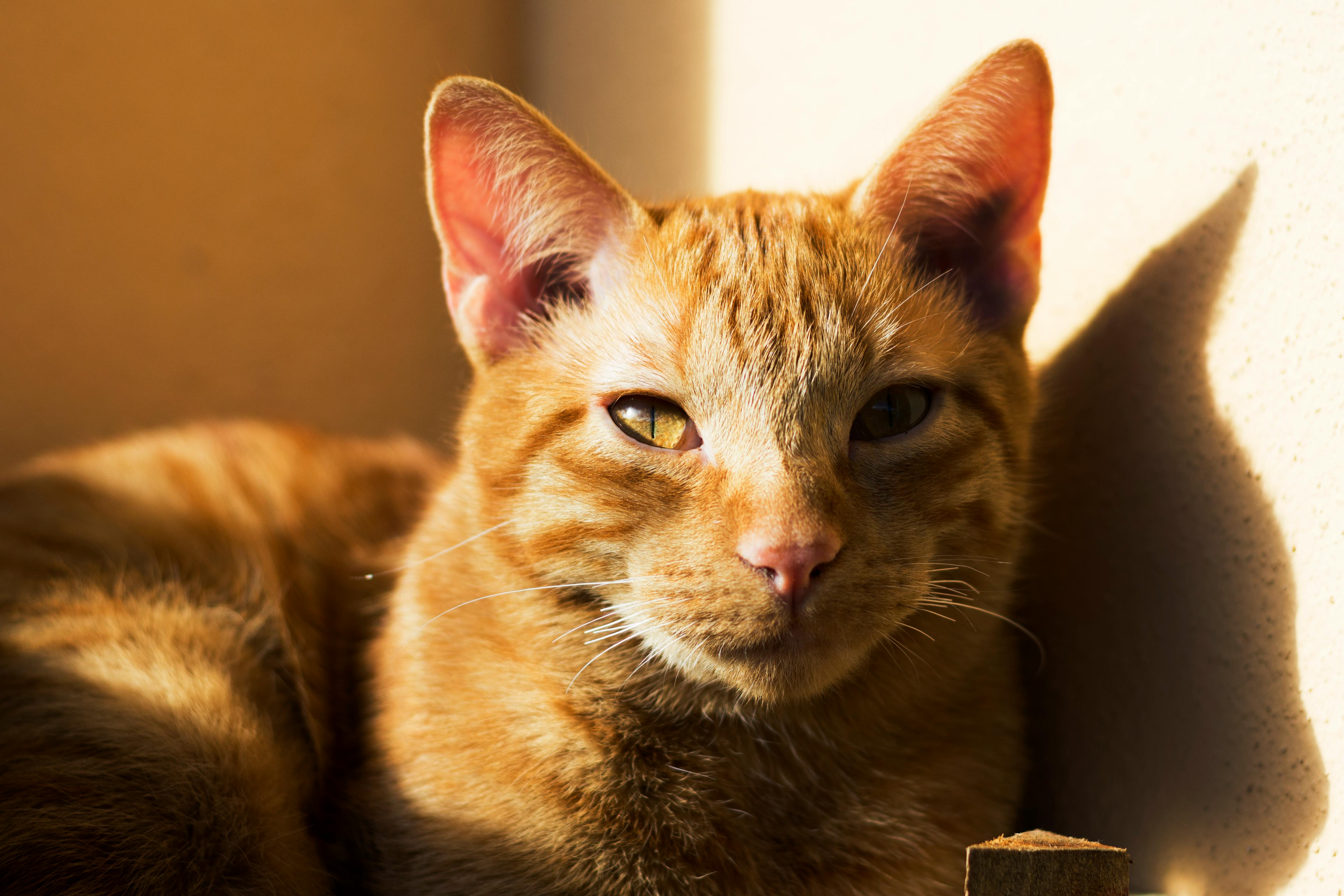 large orange tabby cat