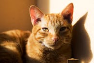 一只姜黄色的虎斑猫在室内安静地享受着温暖的阳光，展示着它独特的皮毛和胡须