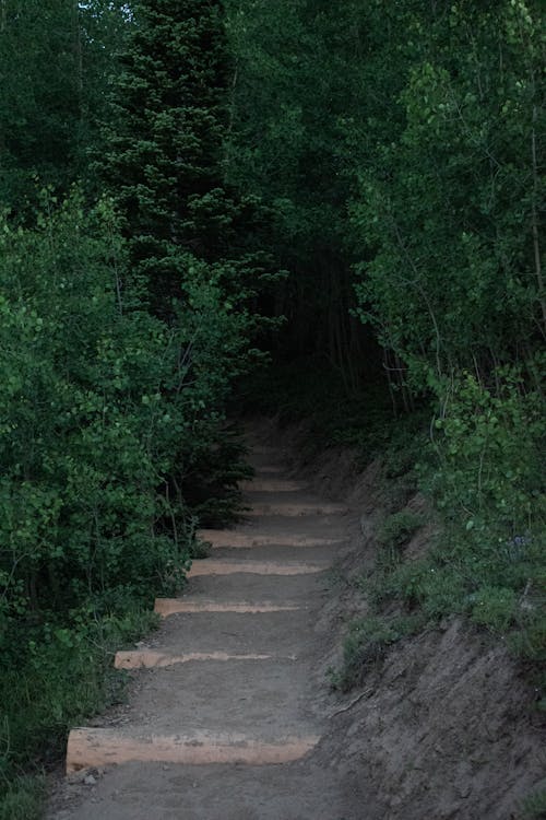 Stairs on Footpath in Forest