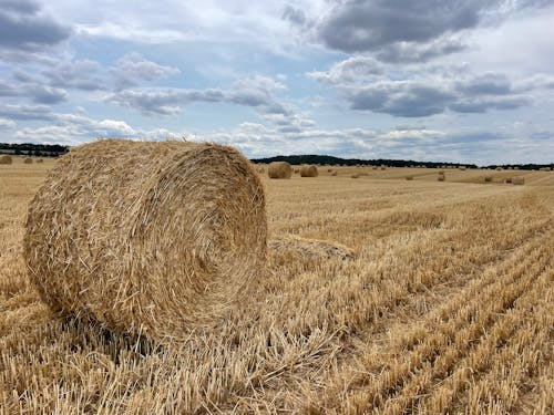 Free Hay Bale on Field Stock Photo