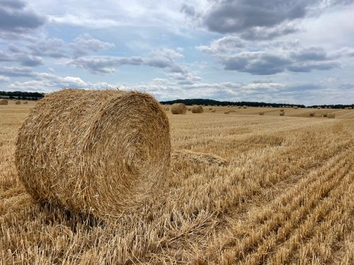 Free A scenic rural field filled with round hay bales under a cloudy sky, embodying countryside tranquility. Stock Photo