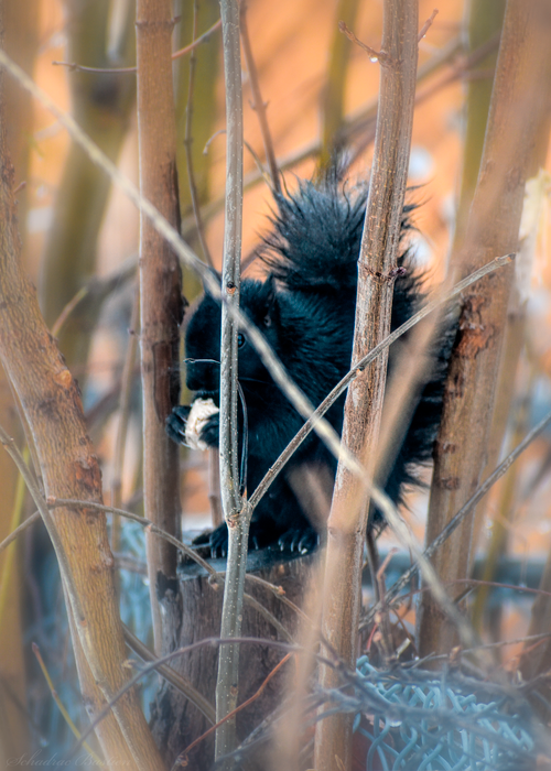 Free Squirrel Behind Branches Stock Photo