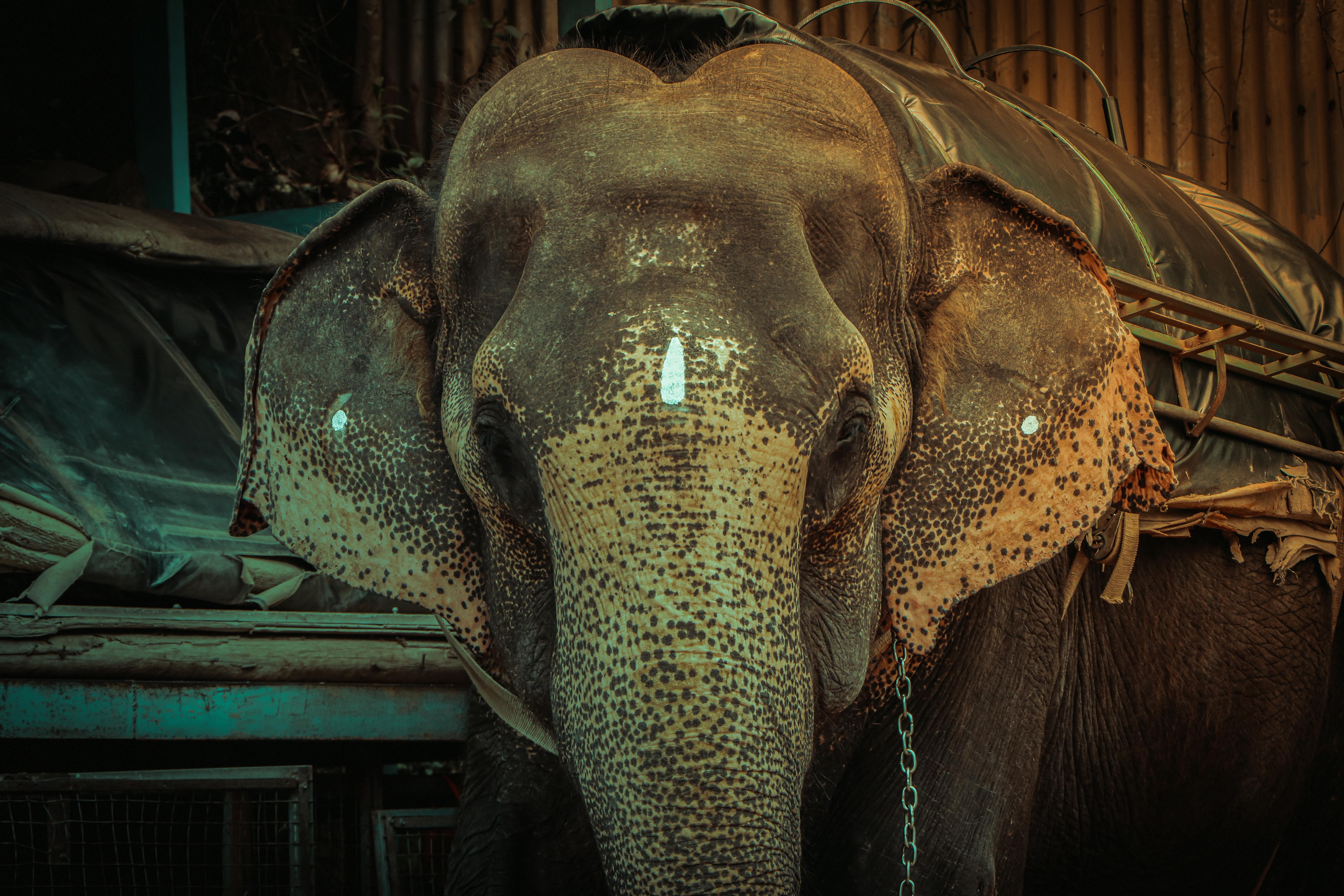 Indian Elephant Wallpaper Photos Download The BEST Free Indian   Free Photo Of Close Up Of Elephant 