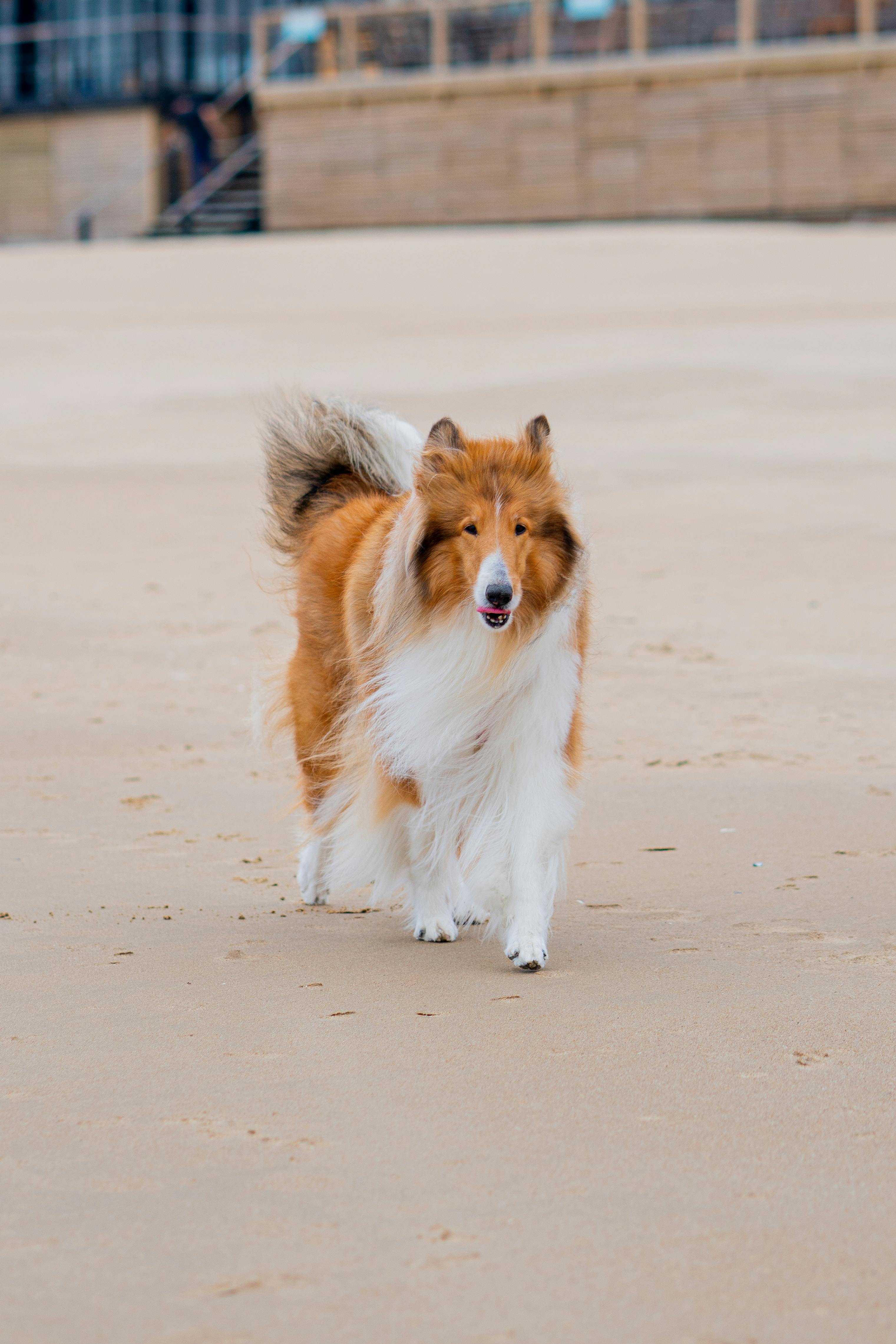 Collie walking on the beach