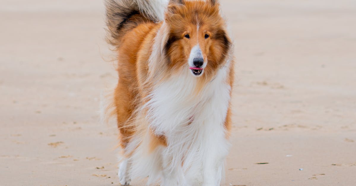 Collie walking on the beach