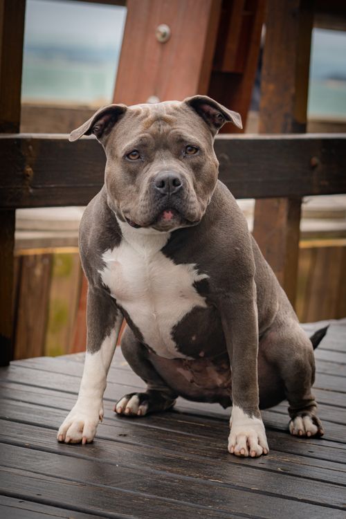 Free Charming portrait of a cute American Bully dog sitting on a deck outdoors. Stock Photo