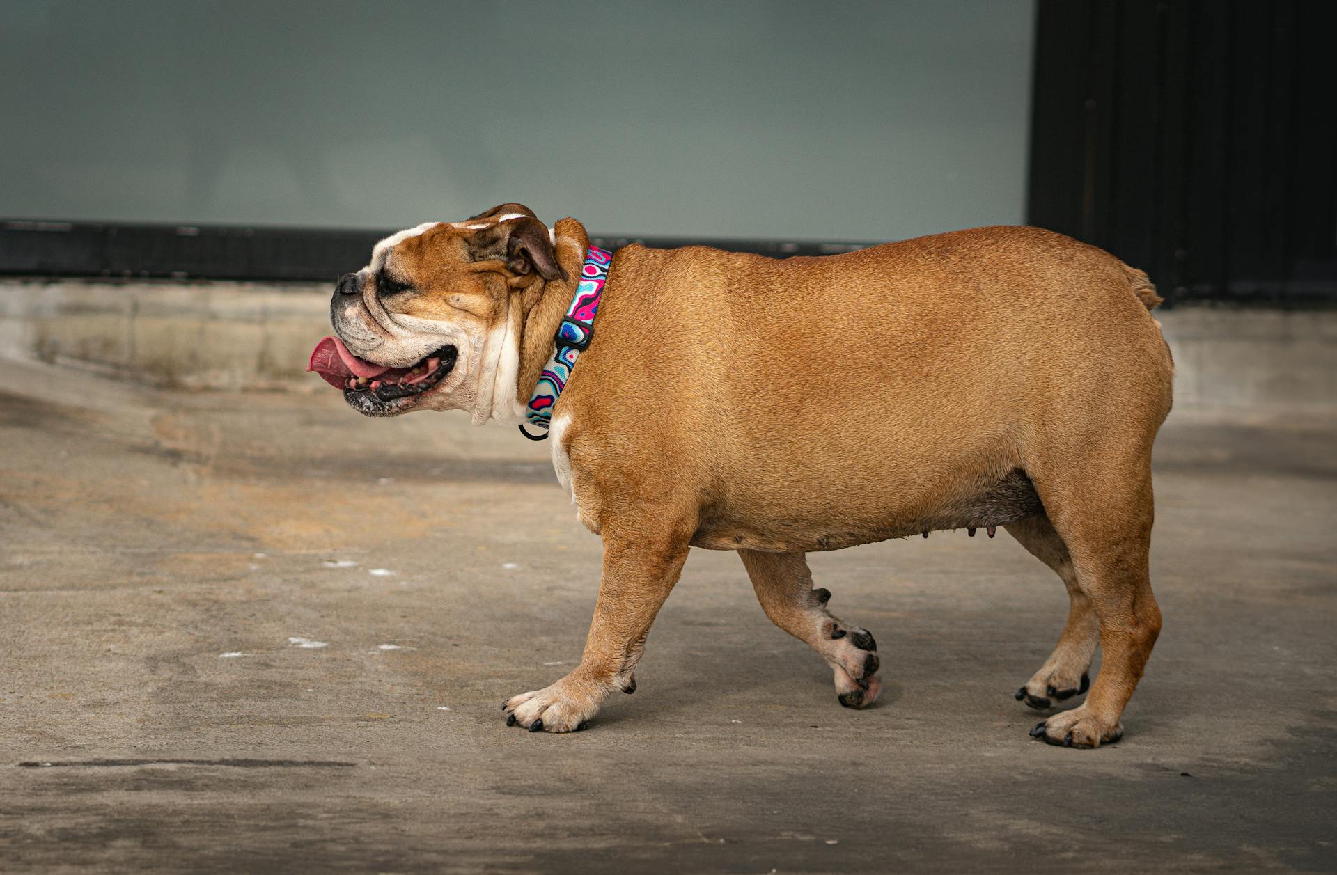 A bulldog walking on a sidewalk with a collar