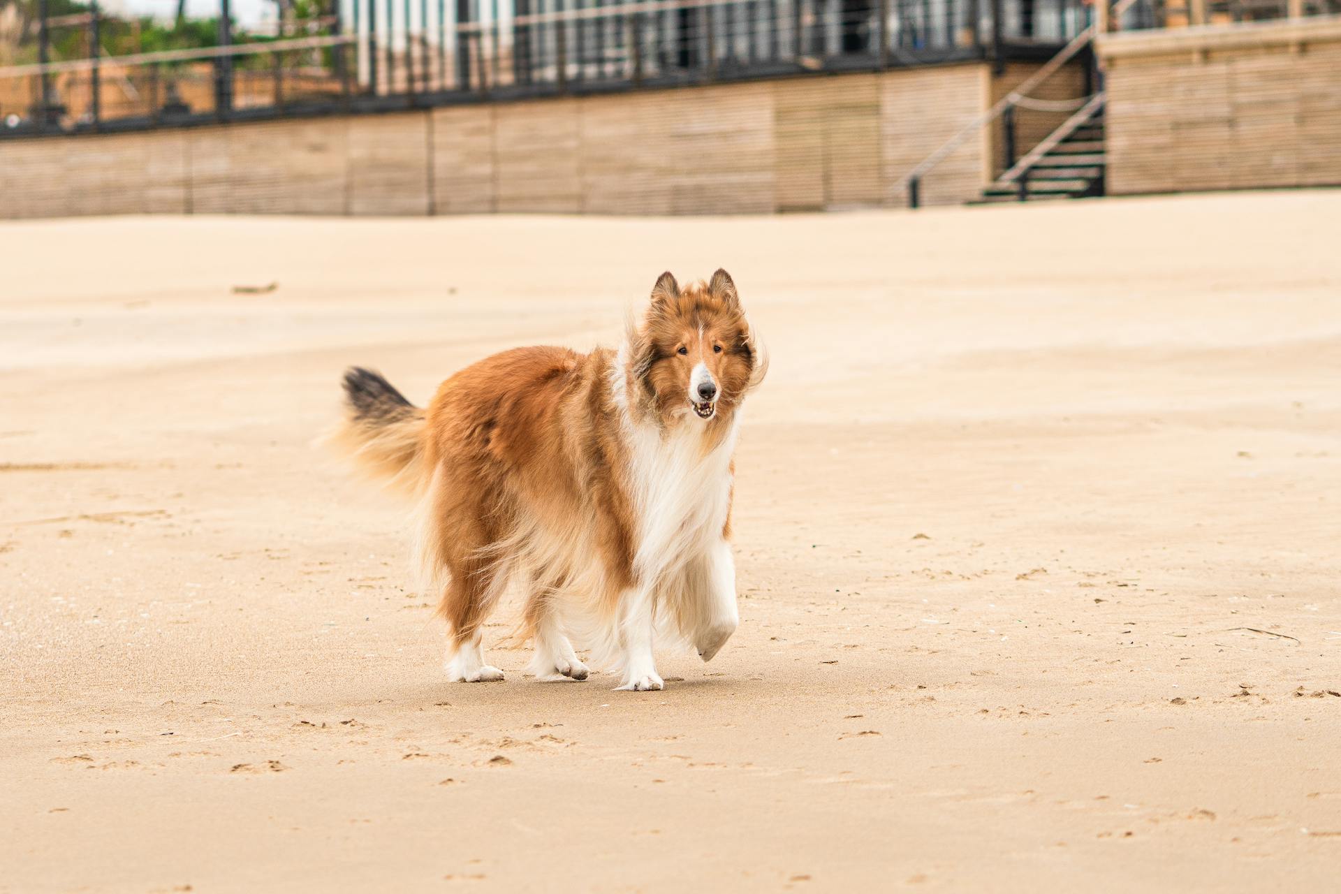 Collie walking on the beach