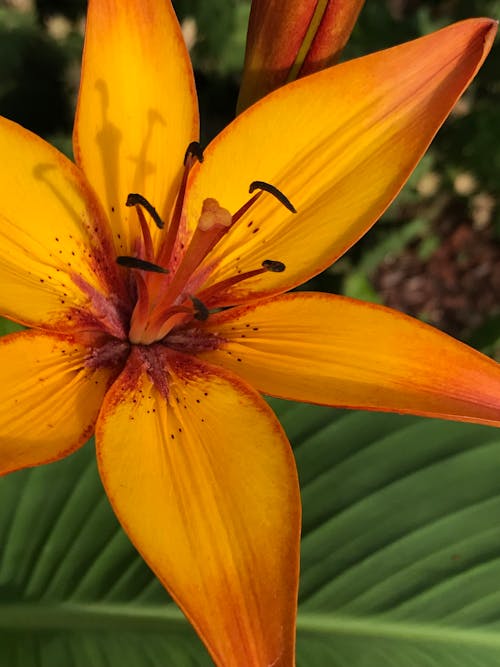 Free stock photo of daylily