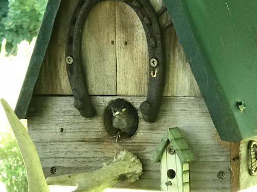 Free stock photo of baby bird, birdhouse