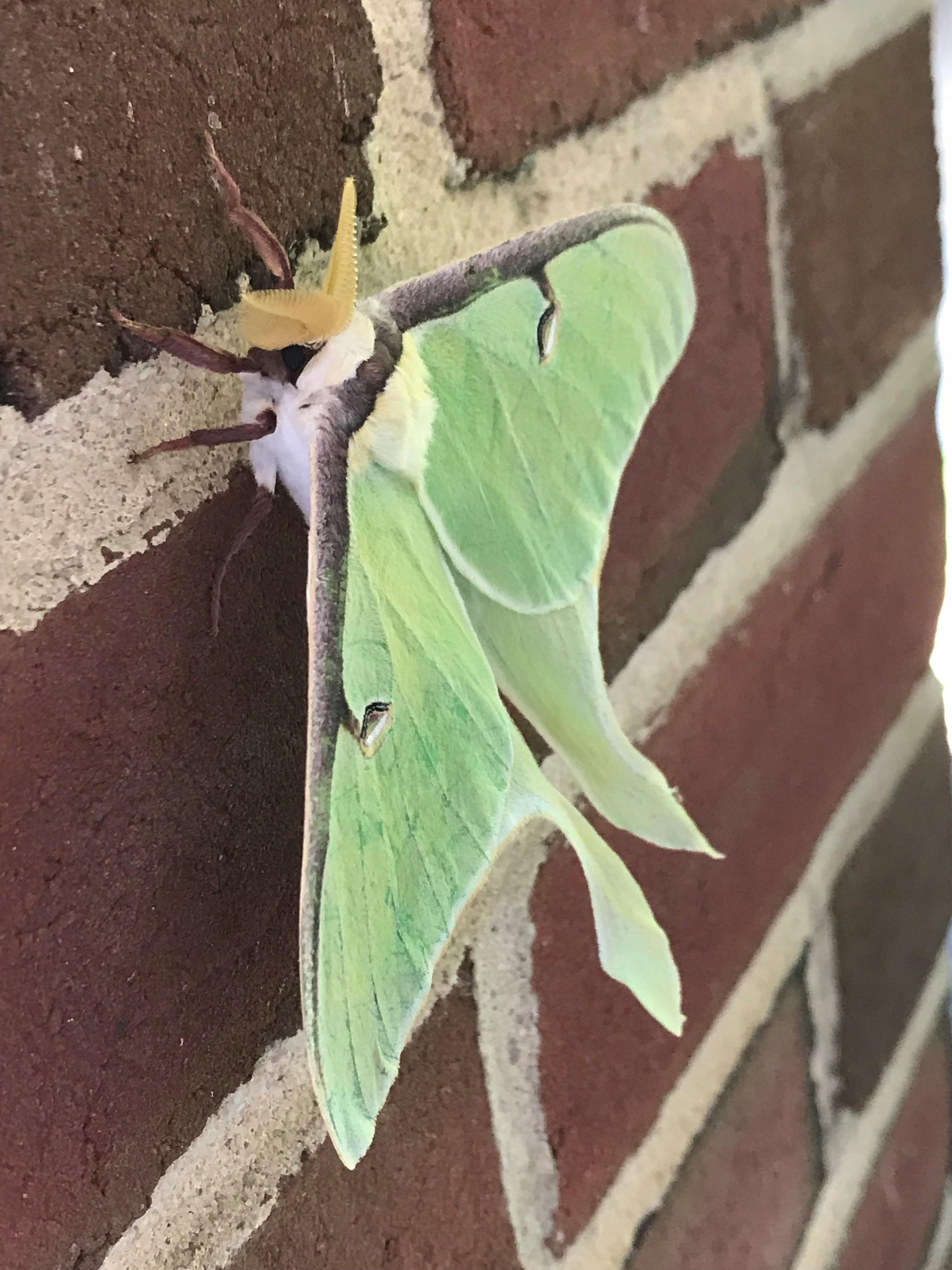 Free stock photo of luna moth