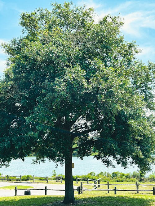 Summer Trees