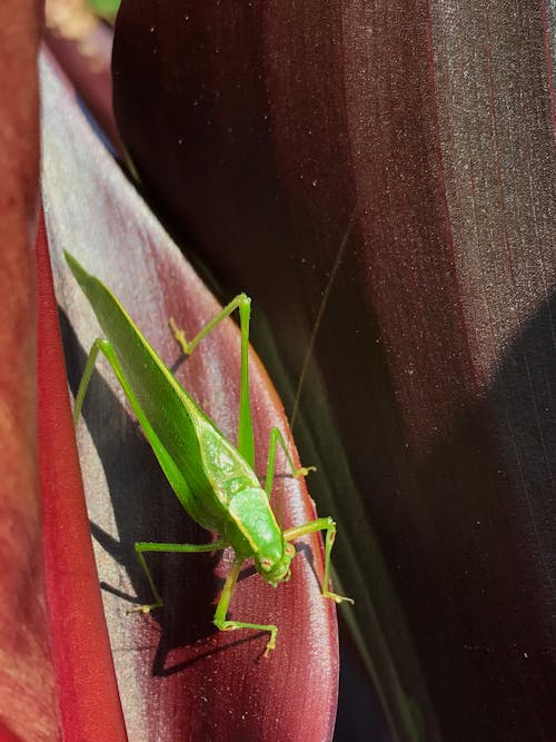 Gratis arkivbilde med katydid