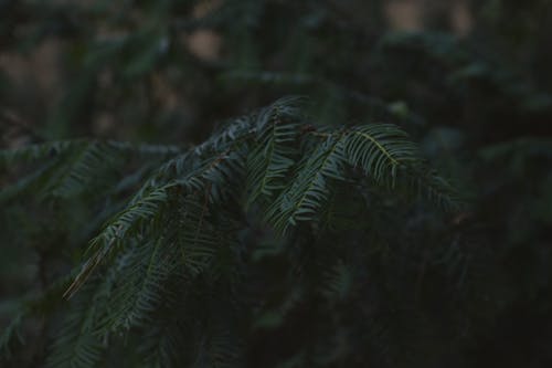 бесплатная Выборочный фокус фото зеленых сосновых листьев Стоковое фото
