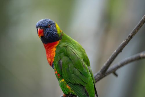 Free Close-up of a colorful Rainbow Lorikeet perched on a tree branch outdoors. Stock Photo