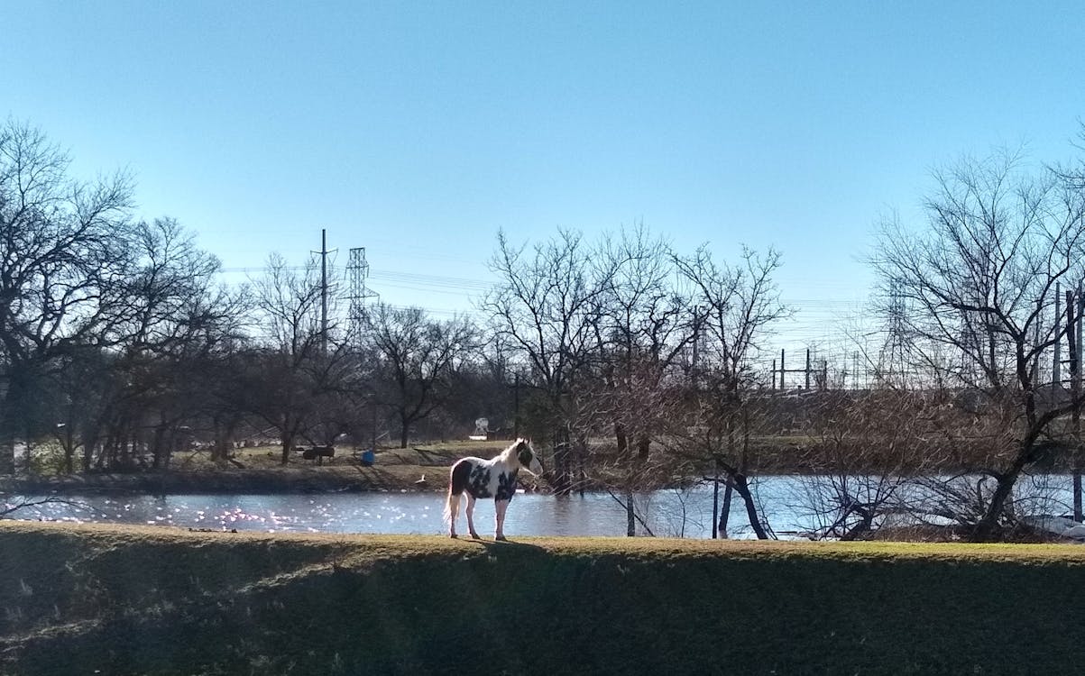 בריחה קסומה: חווית ספארי לילה דובאי בלתי נשכחת ב-2026 1 אוהל בדואי מואר תחת שמיים זרועי כוכבים המאפיינים חווית ספארי לילה דובאי מיוחדת