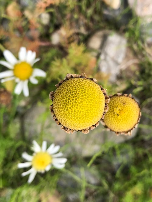 Gratis arkivbilde med villblomster