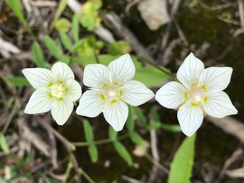 Gratis arkivbilde med villblomster