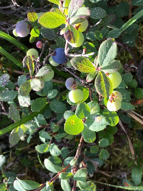 Free stock photo of wild blueberries