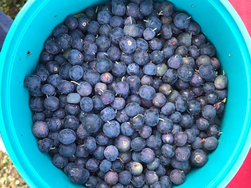 Free stock photo of blueberries