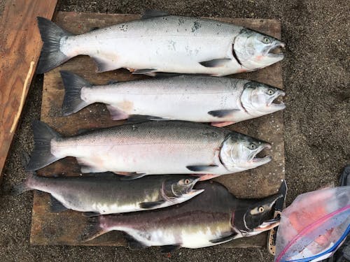 Free stock photo of coho salmon, fishing, pink salmon
