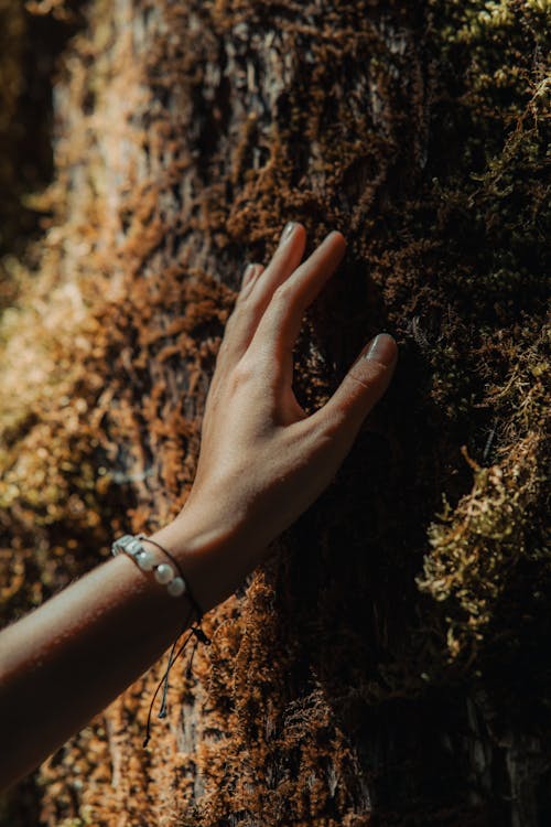 Woman Hand Touching Moss on Tree Bark