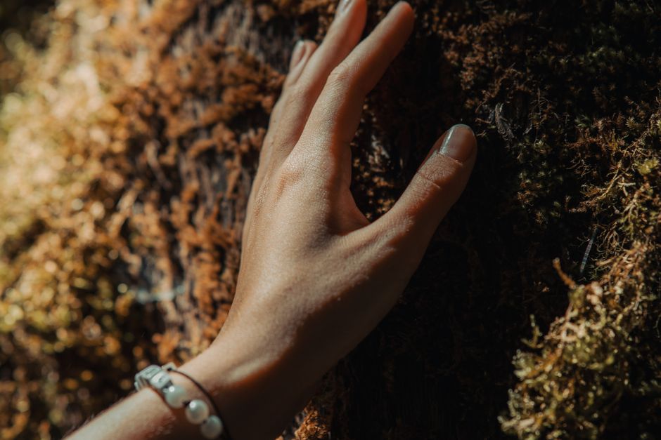 A hand touching green moss on tree bark — inspecting the bark condition beneath tree moss