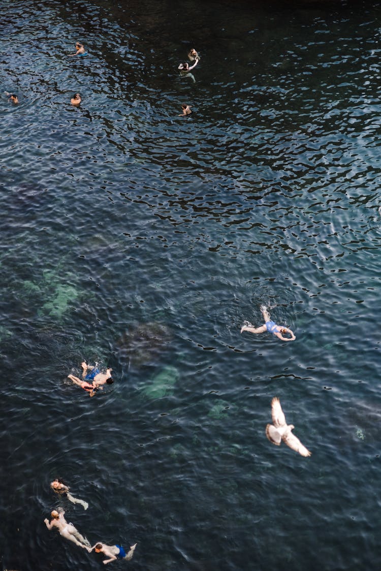 People Swimming In A Sea