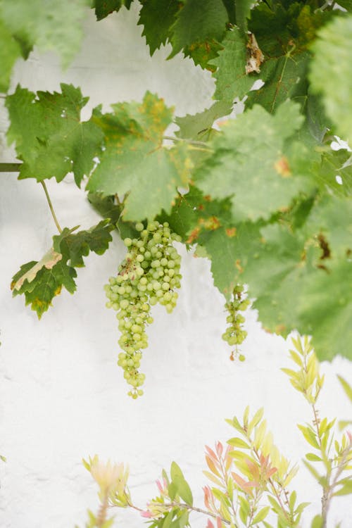 Vine with Cluster of Grapes