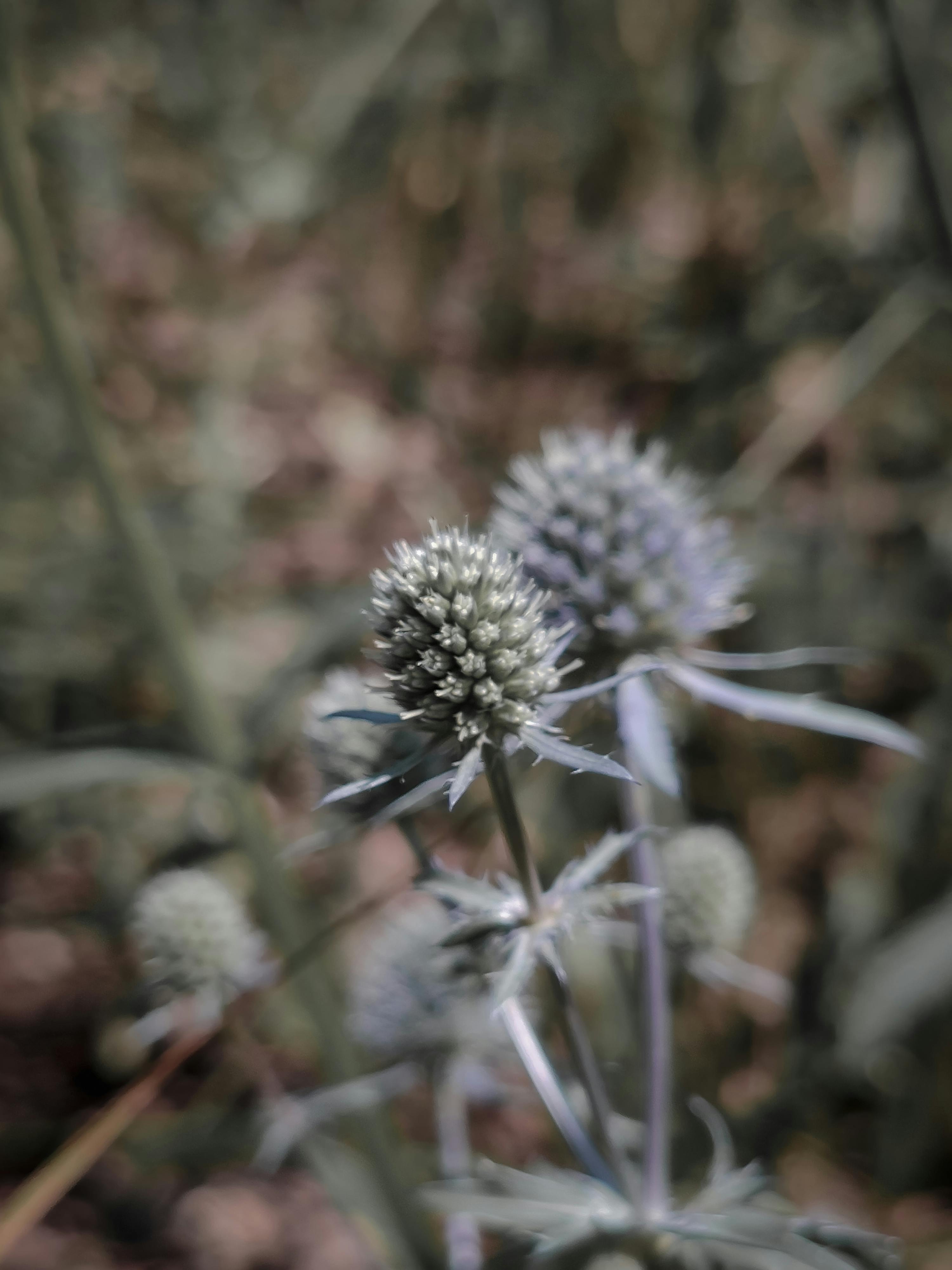 Majestätisches Kamel Trekking Abu Dhabi bei Sonnenuntergang in der unendlichen Wüste.