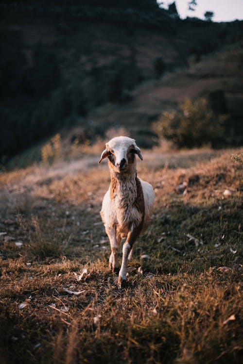 Close up of Lamb on Pasture