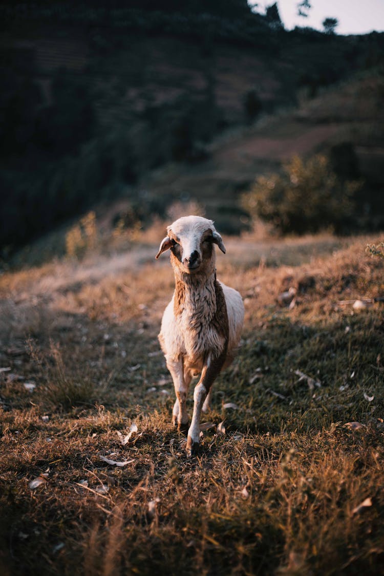 Close Up Of Lamb On Pasture