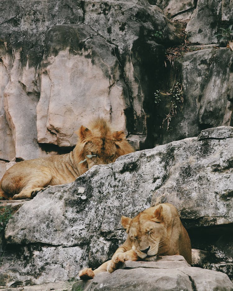 Lions Sleeping On Rocks