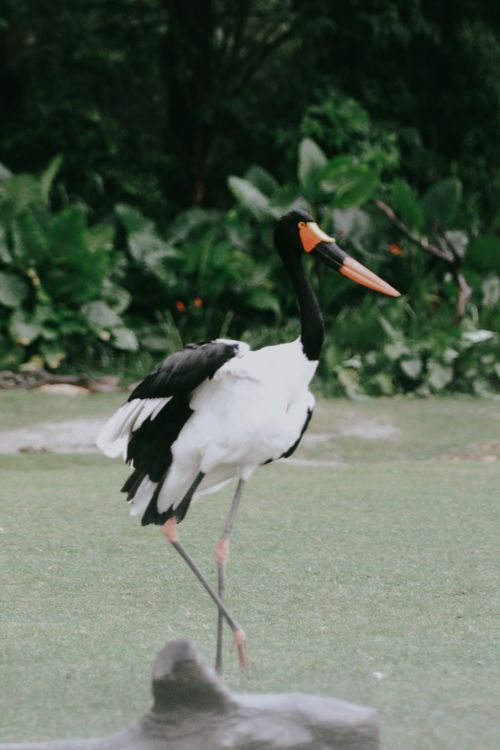 Free Elegant Saddle-Billed Stork in a lush green setting, showcasing wildlife beauty. Stock Photo