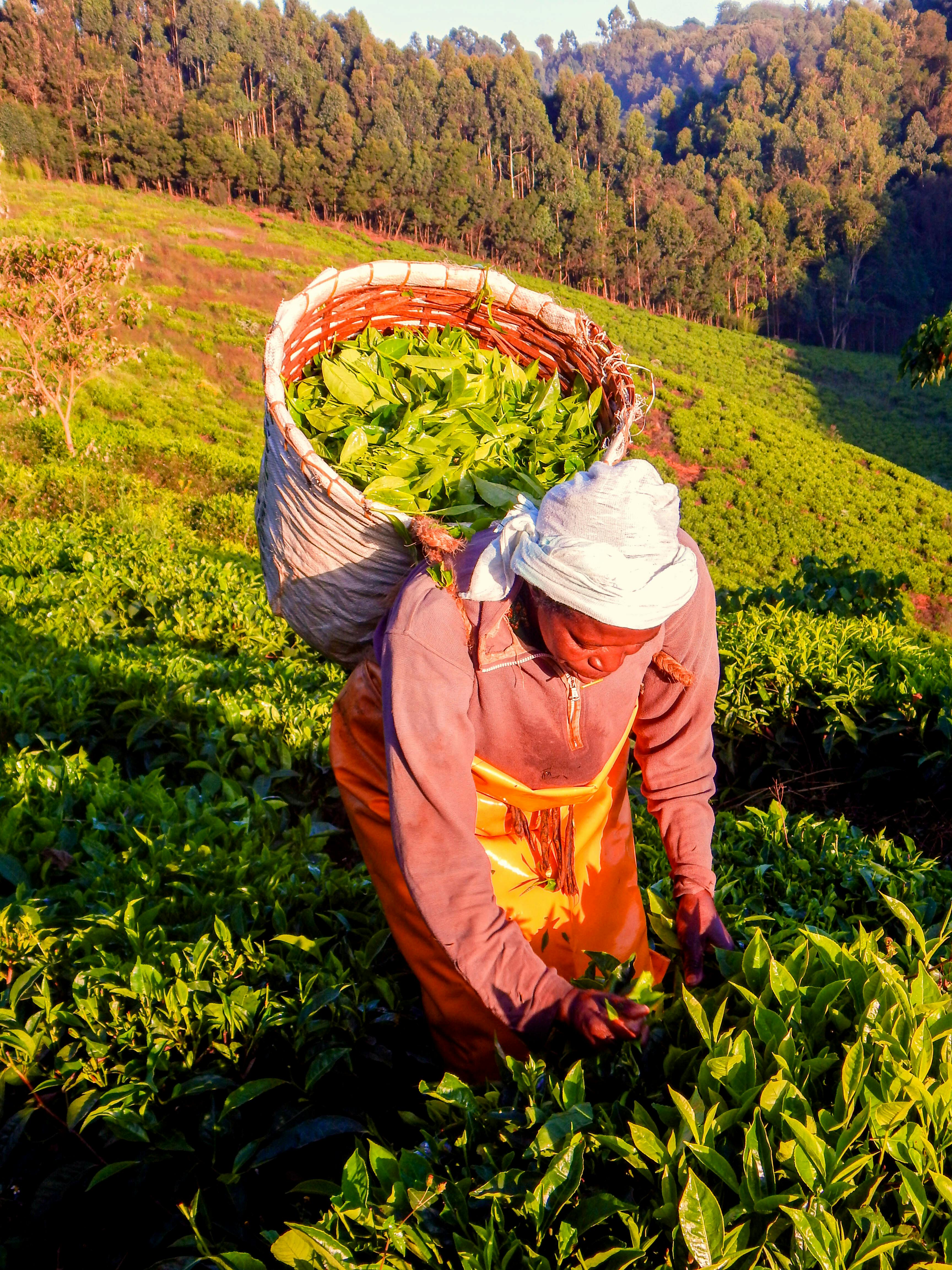 Free stock photo of harvesting tea farm, Kenya tea, tea farm