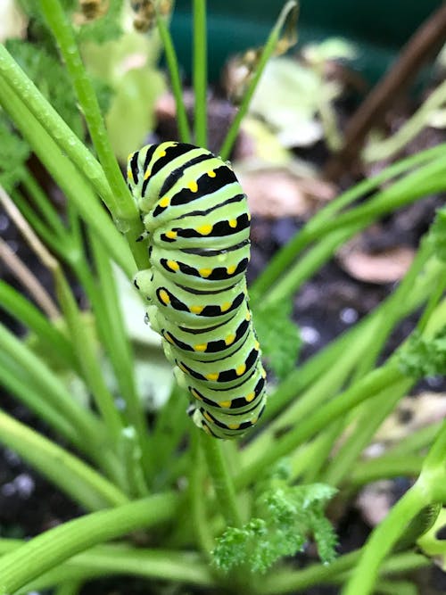 Free stock photo of caterpillar, swallowtail
