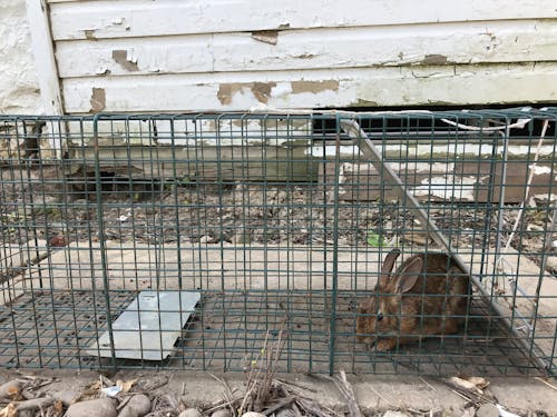 Free stock photo of rabbit, trapped