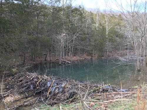 Free stock photo of beaver dam