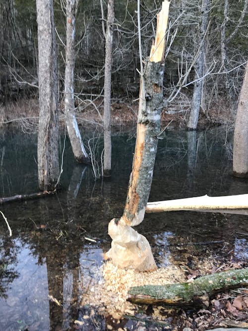 Free stock photo of beaver