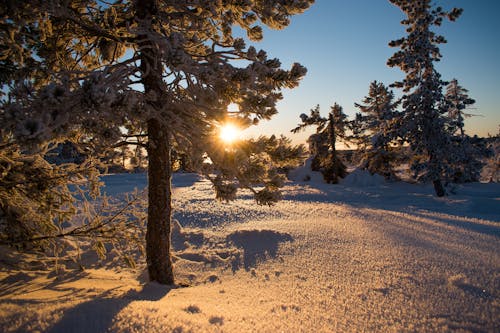 Gratis lagerfoto af fyrretræ, sne, sol