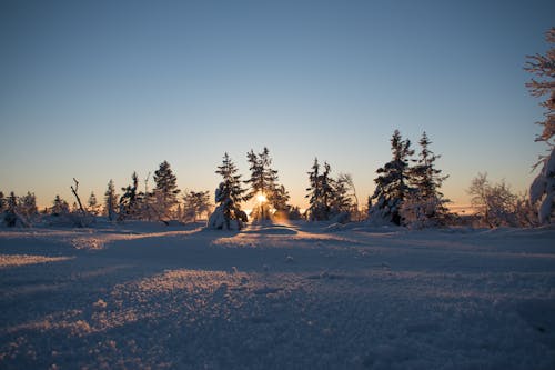 Arbres Entourés De Neige