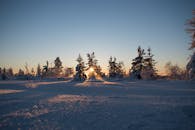 在白雪覆盖的树木上，美丽的冬季日出将温暖的光线投射在宁静的风景中